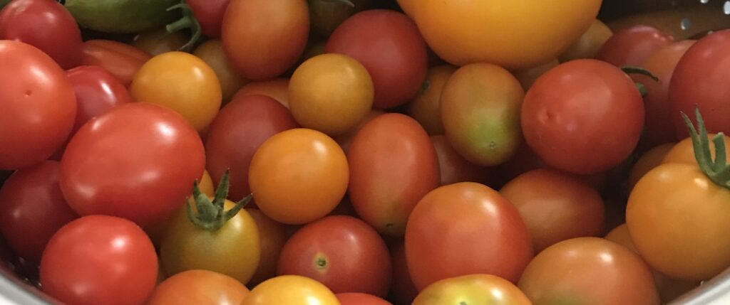multi colored tomatoes in a pile
