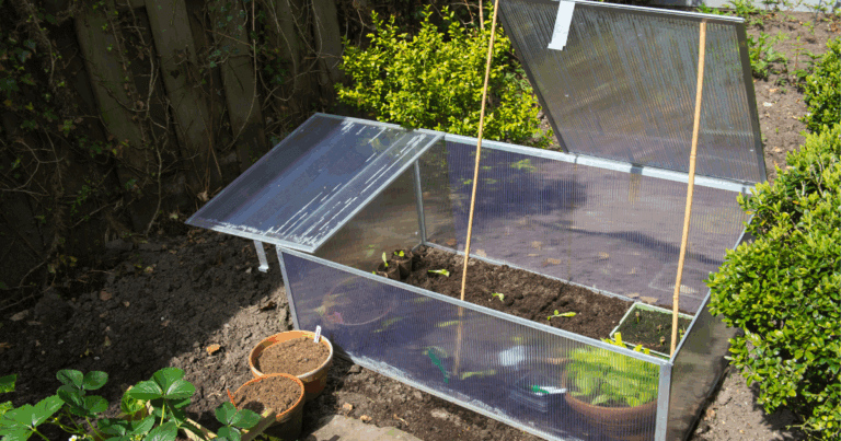 Jump start your vegetable garden with proper protection tips