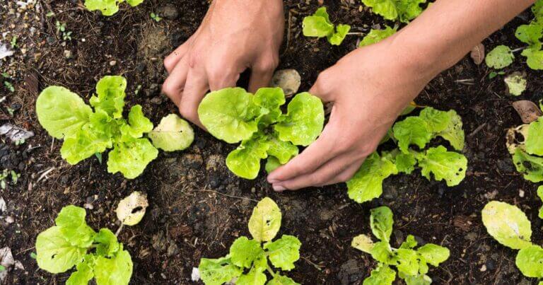 Nutrition Curriculum Resources for School Gardens
