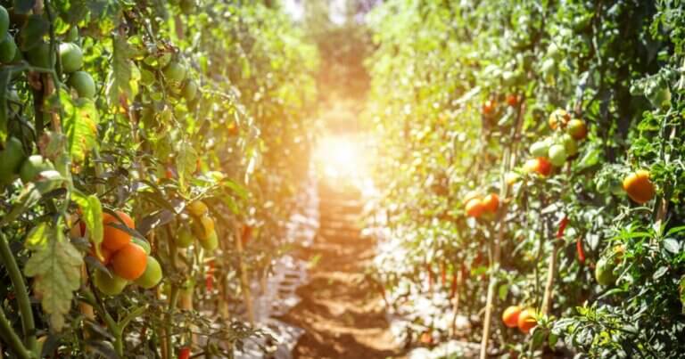 Tomatoes growing en masse