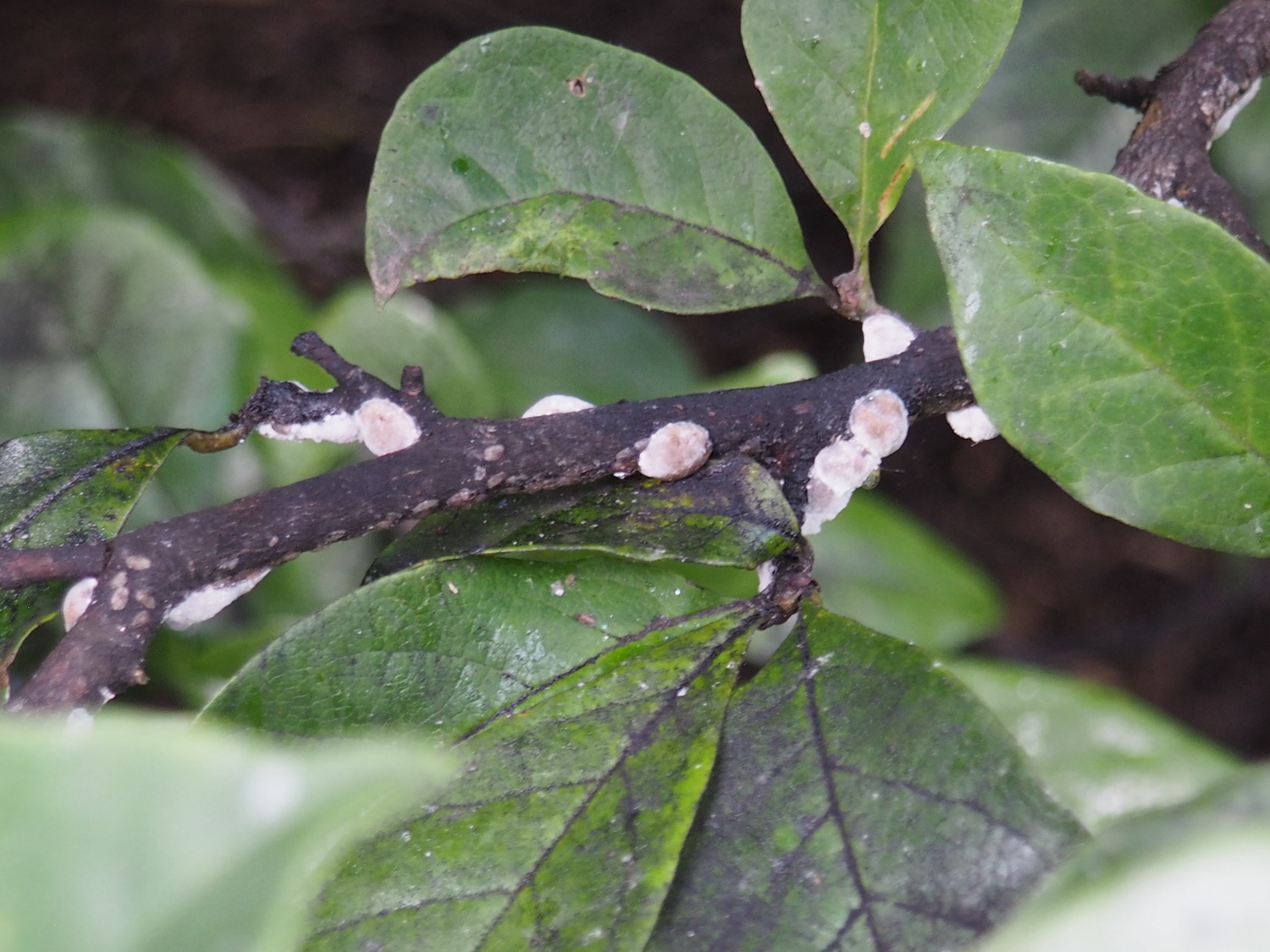 magnolia scale nymphs