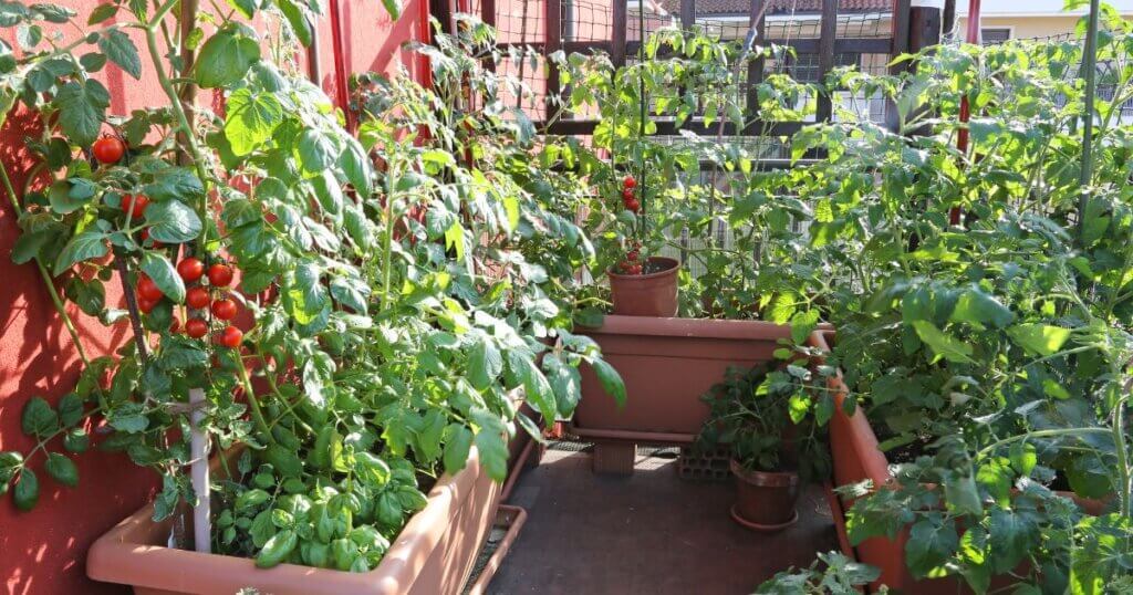 Tomato plants spaced in containers