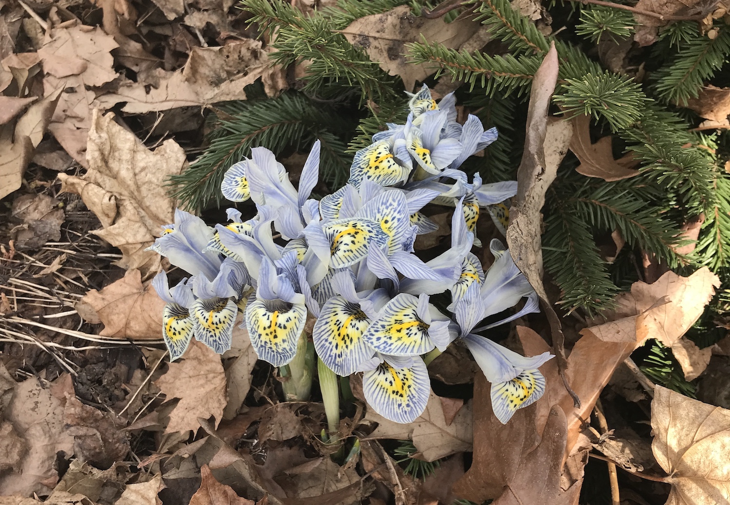 dwarf iris blooming in spring