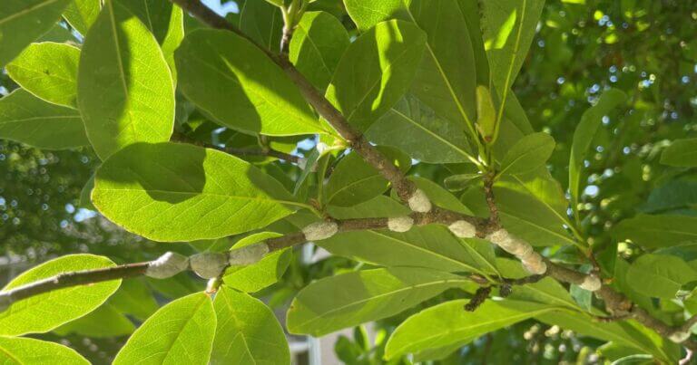 What to Do About Magnolia Scale