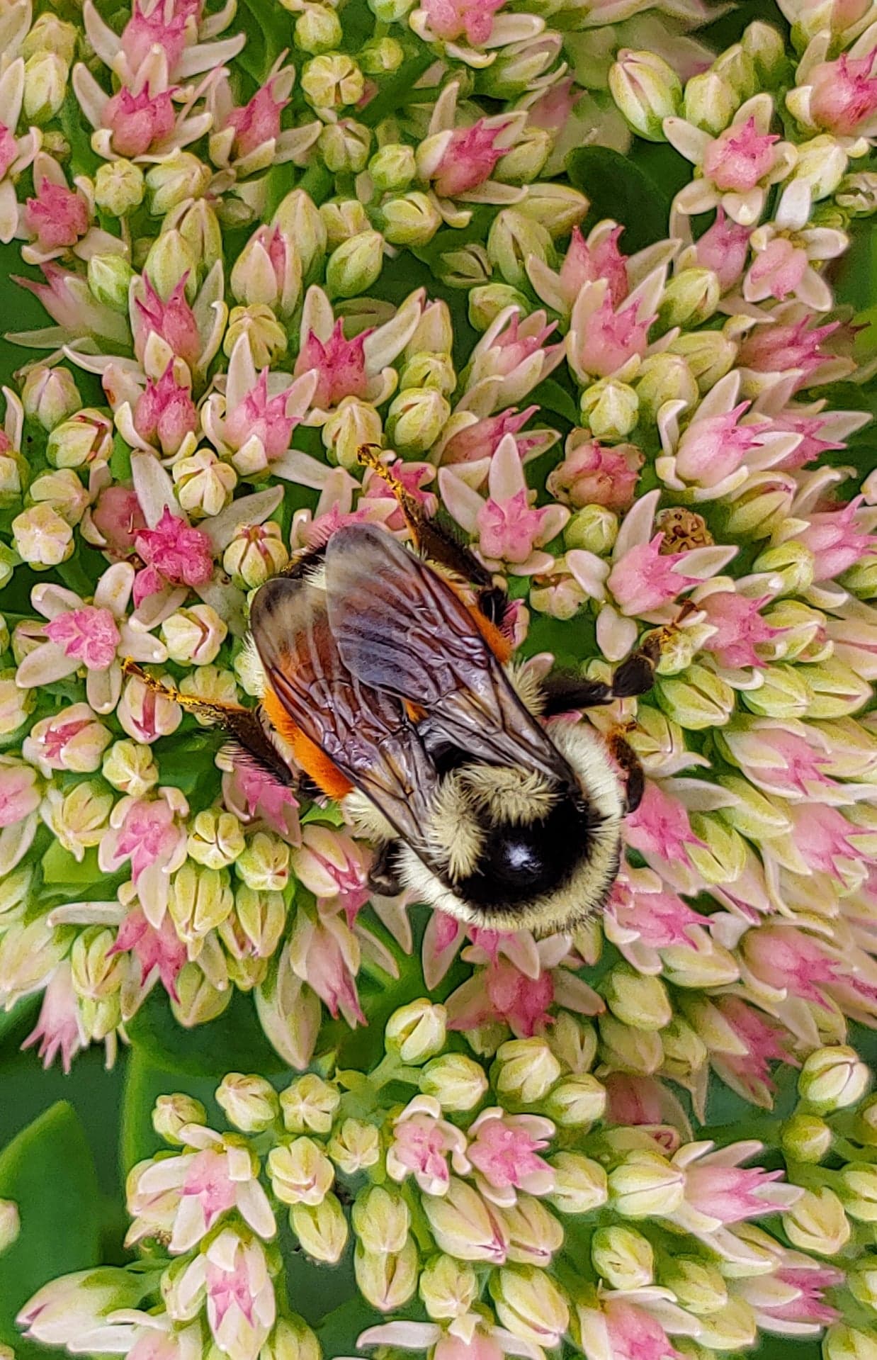 bumblebee on Autumn Joy sedum