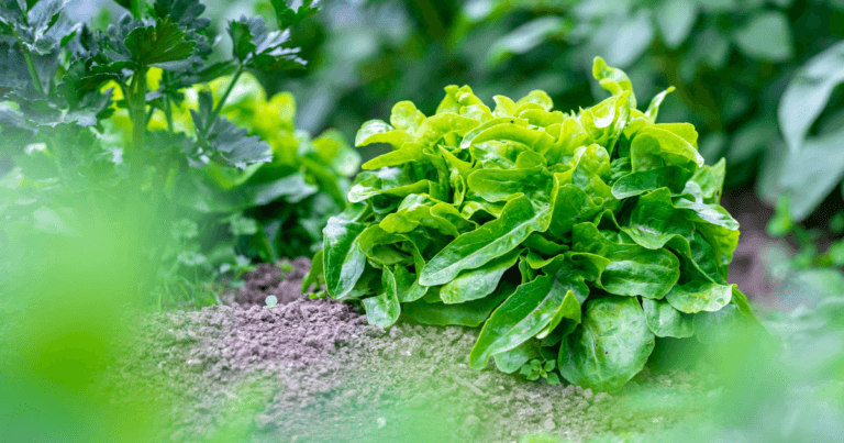 What to Do in the Garden Now