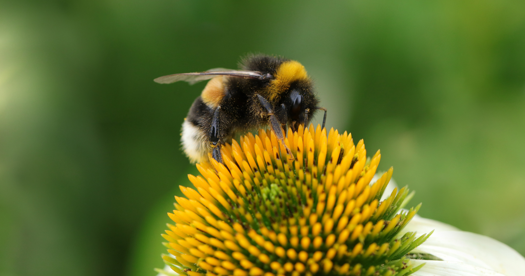 bumblebee on coneflower