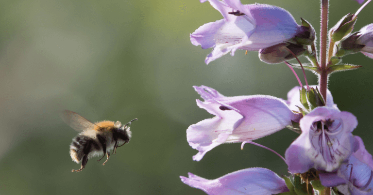 Planting for Pollinators