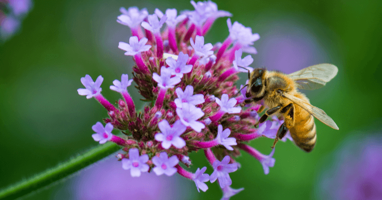 celebrating pollinator week
