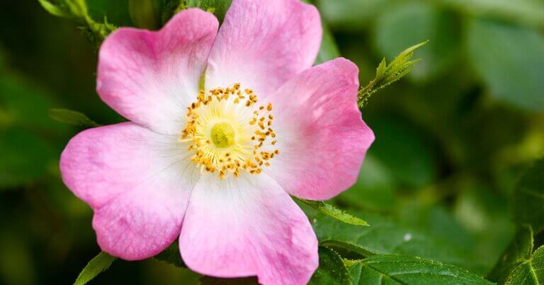 rugosa rose