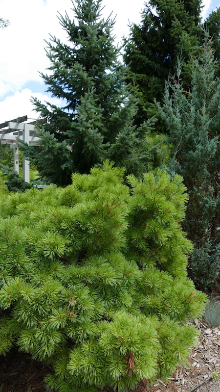 clump of evergreen trees