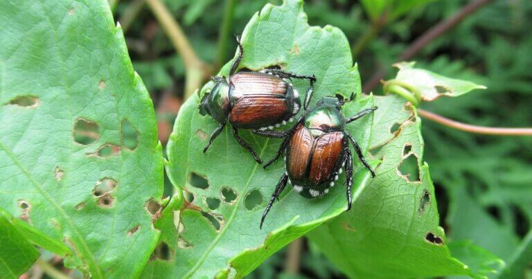 Japanese beetle