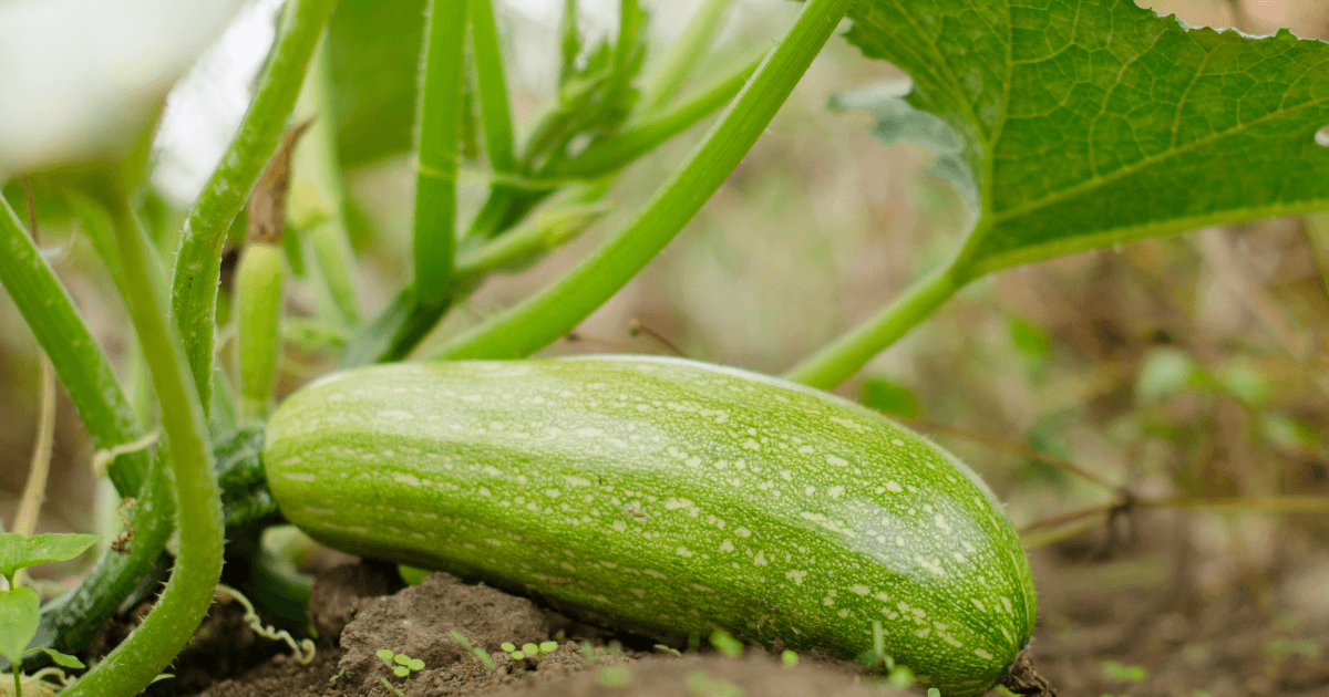 July garden to dos with cucumber on vine