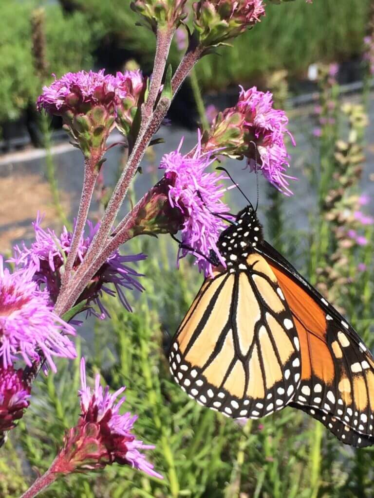 Monarch on a liatris
