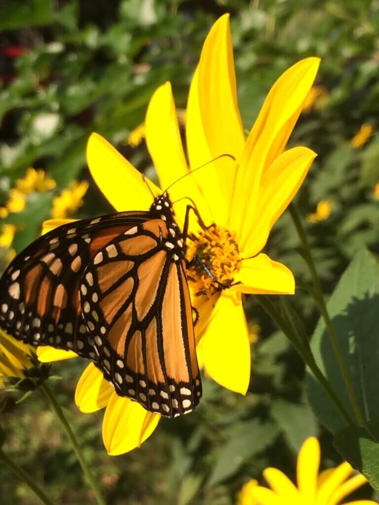 Monarch on sunflower