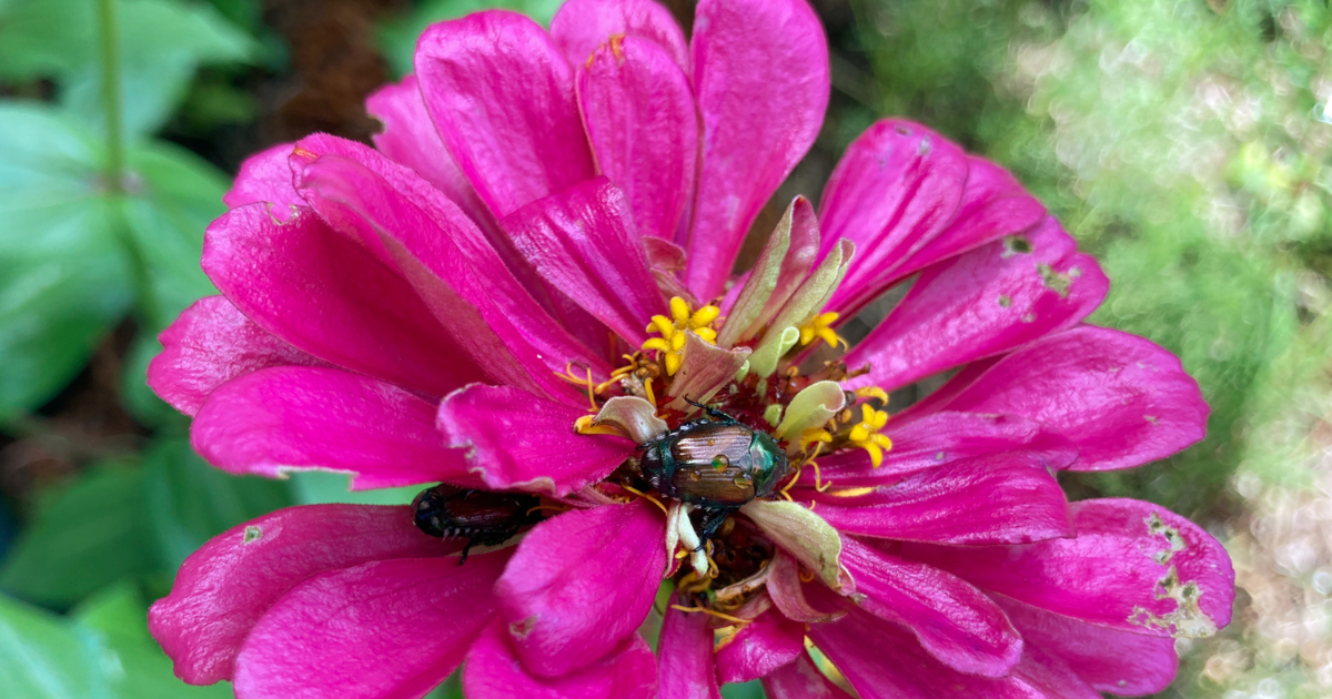 Japanese beetles on zinnia