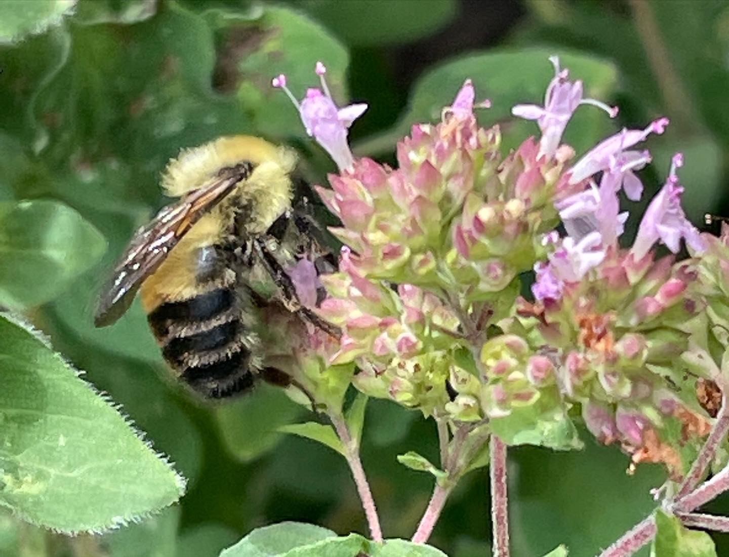 august bee