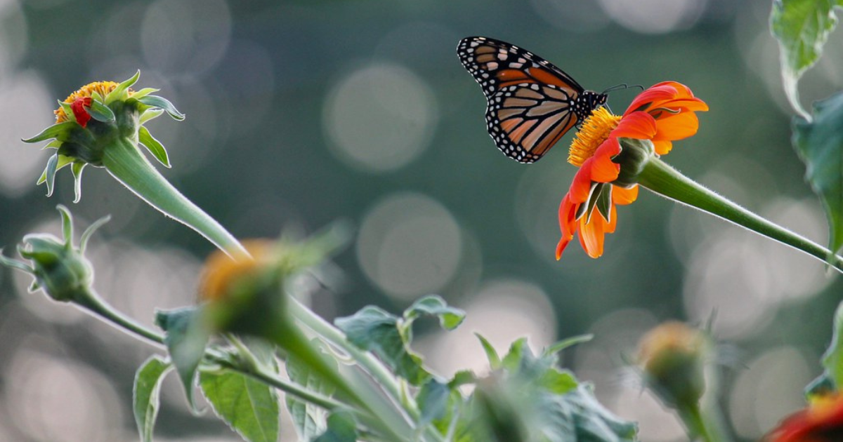 monarch on tithonia