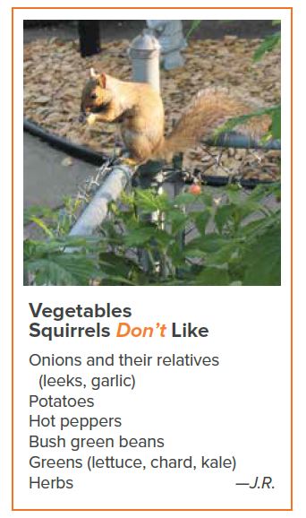 veggies squirrels don't like