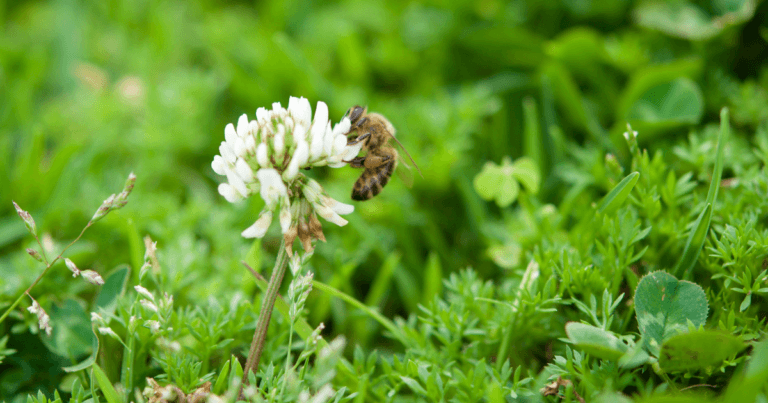 bee on clover
