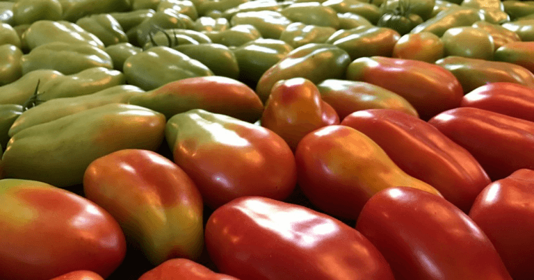 final tomato harvest