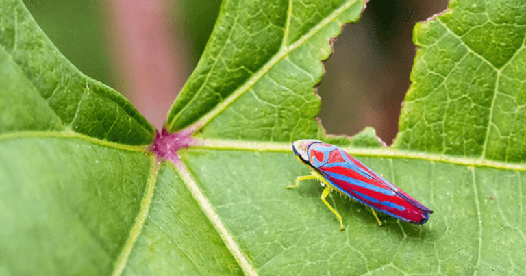 leafhopper