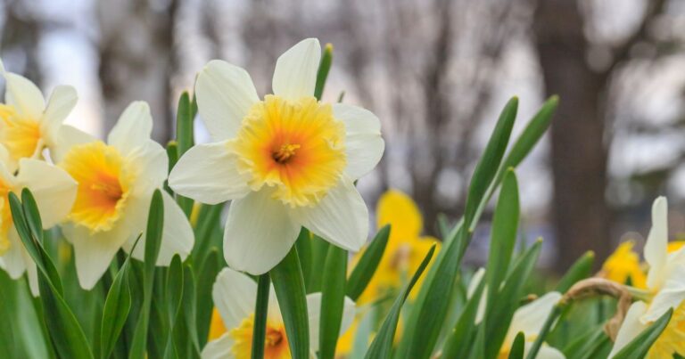 150 Tips: More Bulb Planting Tips