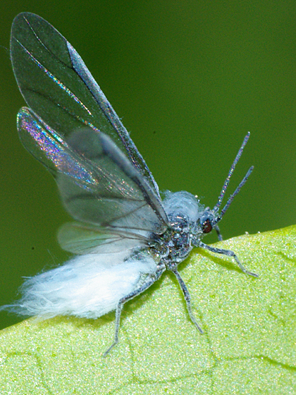 aphid closeup