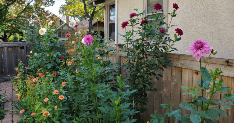 saving and storing dahlias