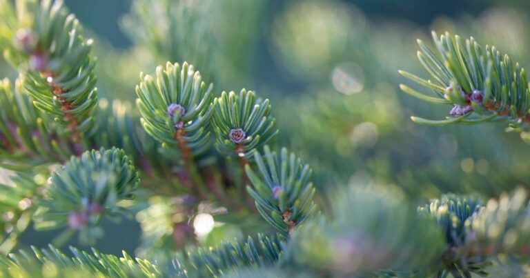 150 Tips: Evergreens in the Landscape