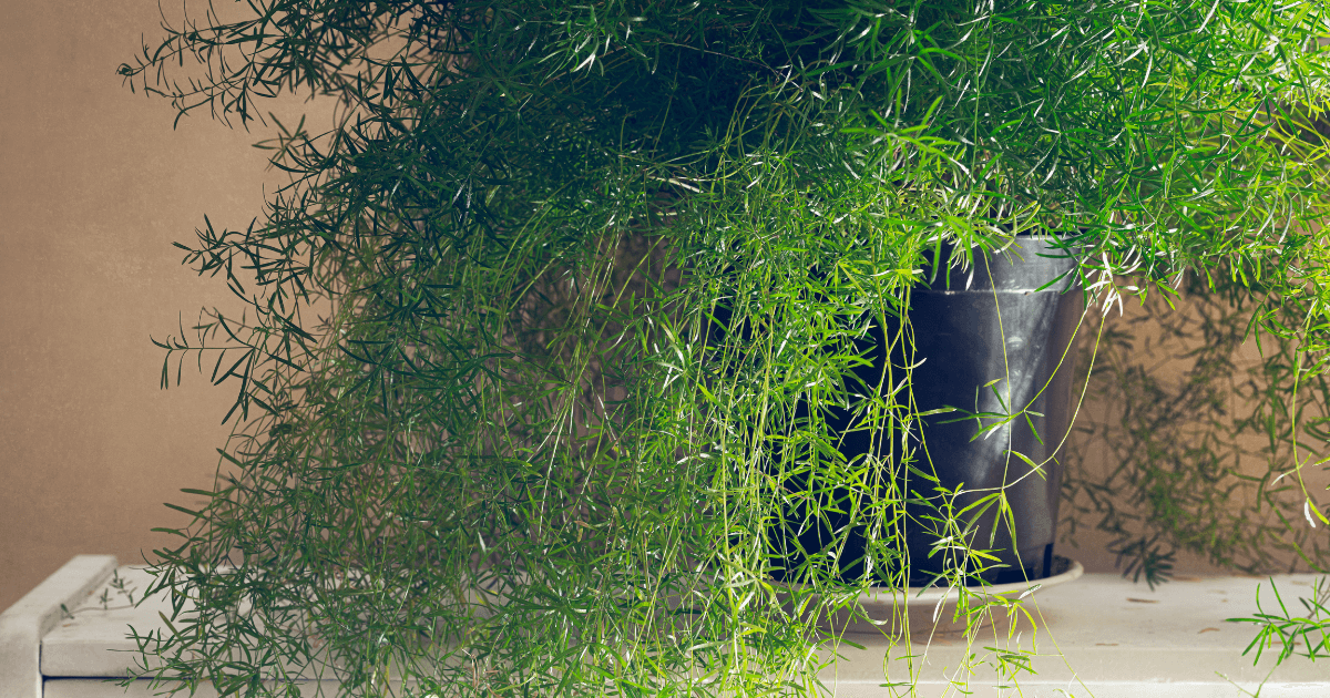 asparagus fern indoors
