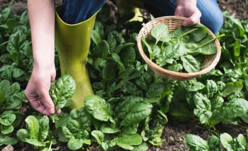 Harvesting spinach