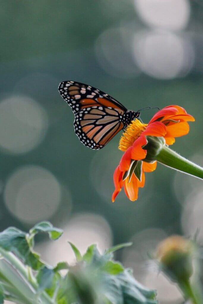 Butterfly on tithonia