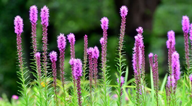 It’s Not Too Late to Plant Pollinator Plants