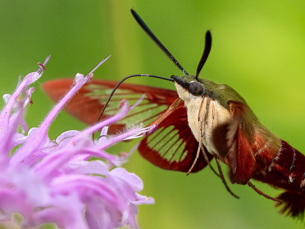 Hummingbird Clearwing