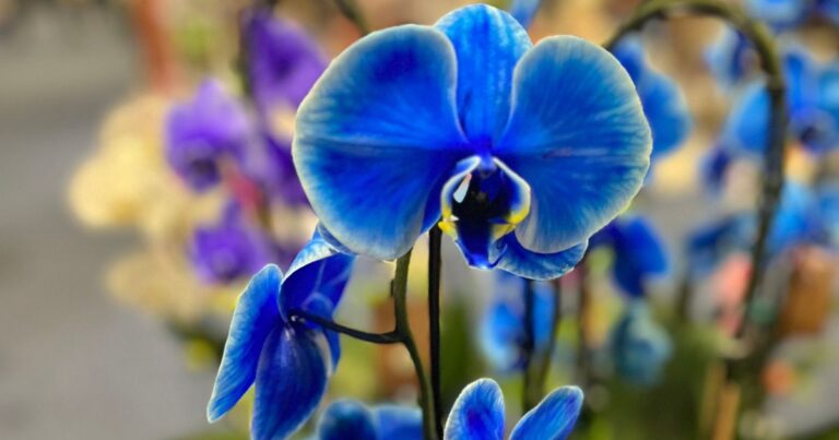 Will Dyed Orchids Retain Their Color?