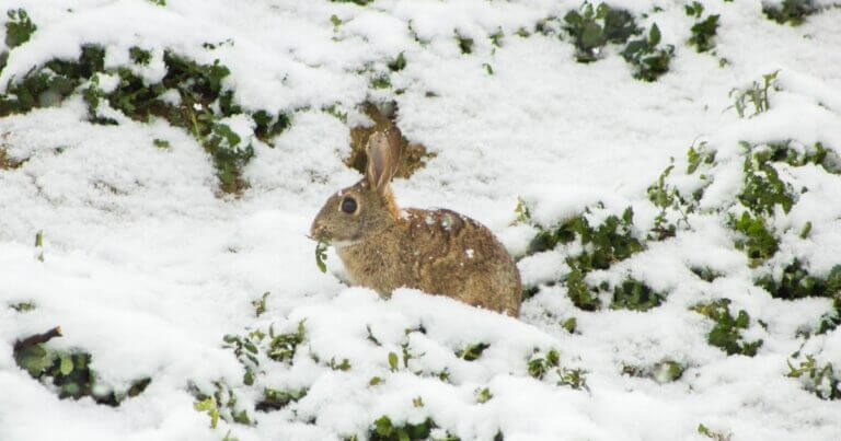Winter Damage: Sunscald, Frost Cracks, Winter Burn and those Rascally Rabbits