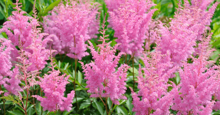 Astounding Astilbe Webinar