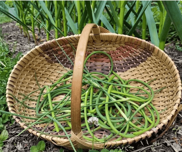 Great Garden Garlic + Scapes