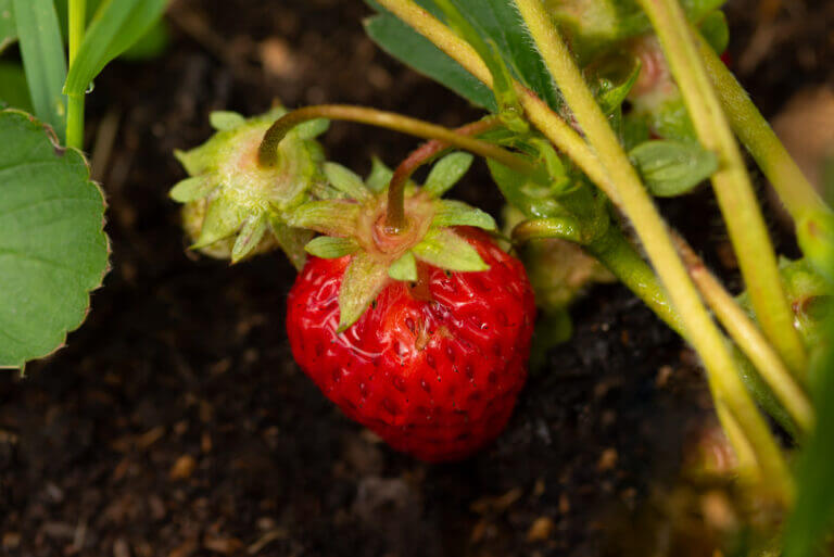 Growing Strawberries