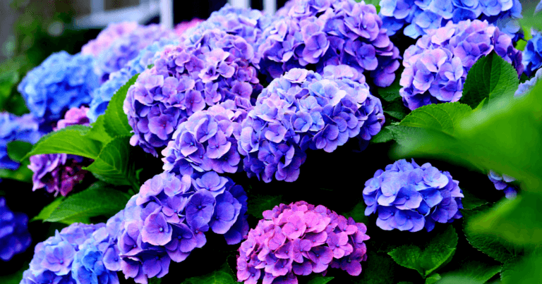 Pruning Hydrangeas from the Impatient Gardener Video