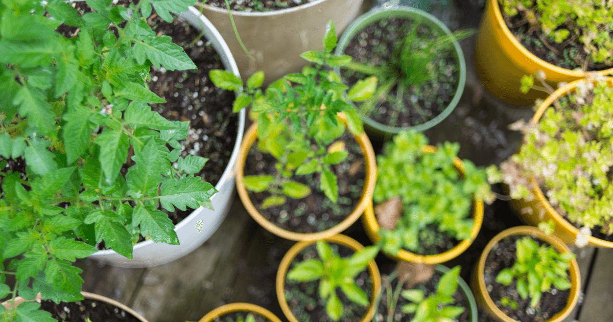 Organic edibles in small spaces