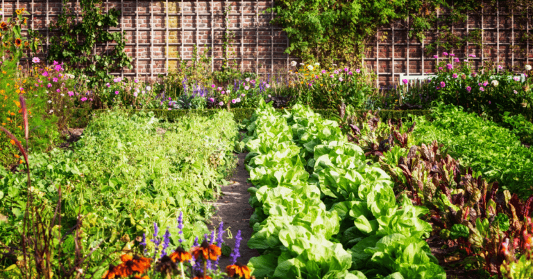 How to Create Beauty in the Vegetable Garden
