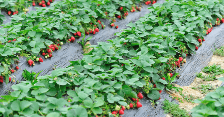 Growing Day-Neutral Strawberries Webinar