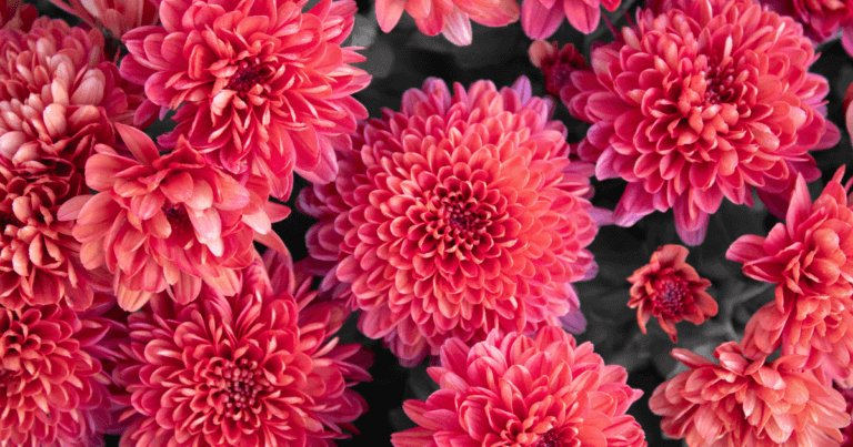 Minnesota Dahlia Society