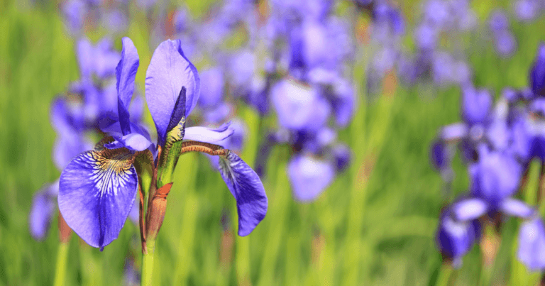 Iris Society of Minnesota