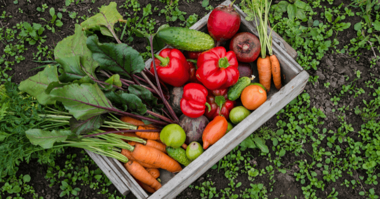 Best Books For Beginning Vegetable Gardeners