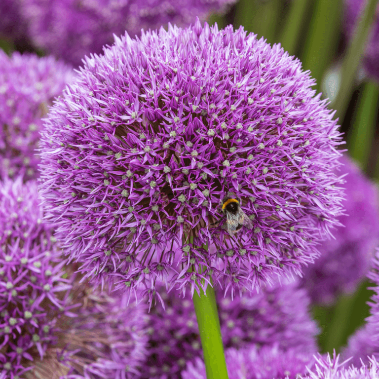 Amazing Allium Webinar