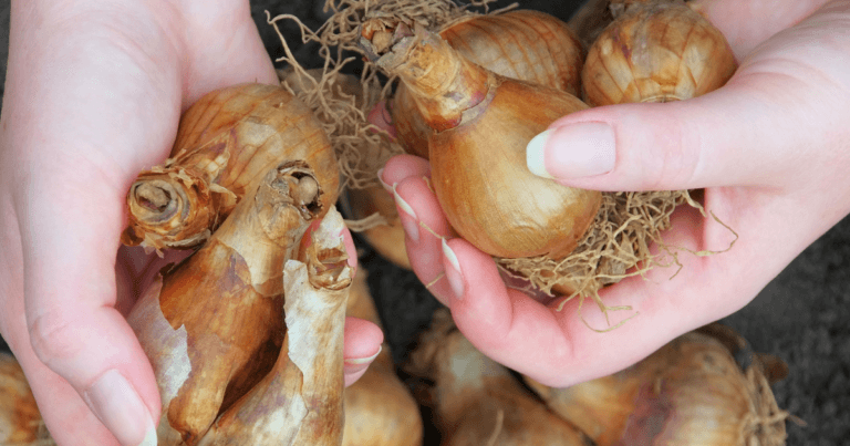 Growing Summer Bulbs Webinar