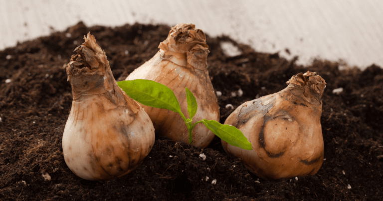 Spring and Summer Bulbs Webinar